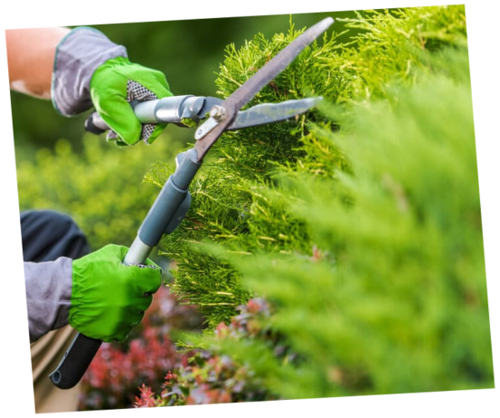 taille et entretien du jardin